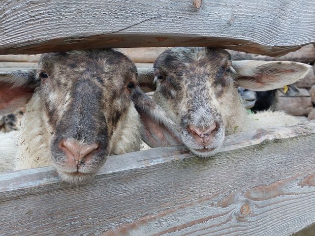 Ferienwohnungen Unterreithof