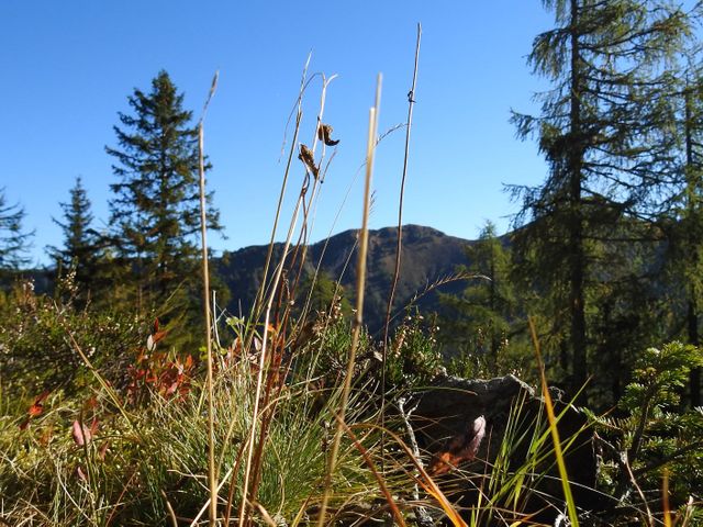 Almhütte Vorderkaser